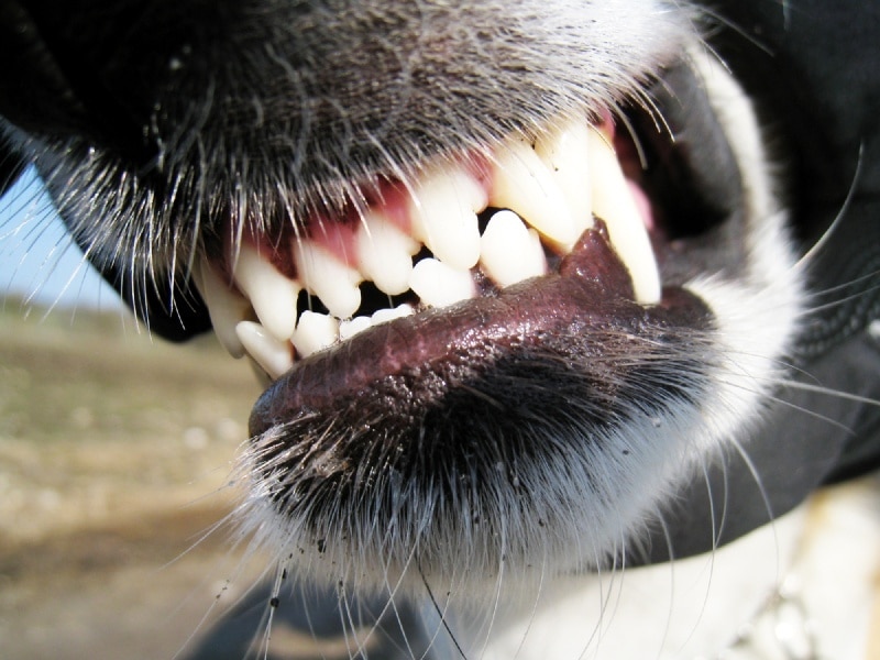 Bit By a Dog In Massachusetts?